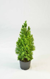 4" PICEA, ALBERTA SPRUCE