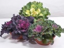 4" KALE, ORNAMENTAL ASSORTED