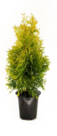 4" THUJA, JANTAR