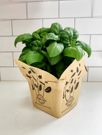 5.5" HERB, BASIL, ITALIAN