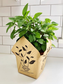 5.5" HERB, BASIL, THAI