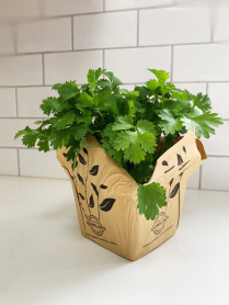 5.5" HERB, CILANTRO (1 FLAT MAX)