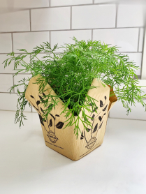 5.5" HERB, DILL (1 FLAT MAX)