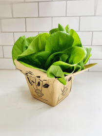 5.5" HERB, LETTUCE, ASSORTED