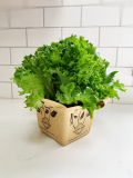 5.5" HERB, LETTUCE, ASSTD (1 FLAT MAX)