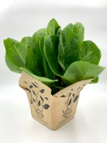 5.5" HERB, LETTUCE, ASSTD (1 FLAT MAX)