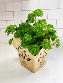 5.5" HERB, PARSLEY (1 FLAT MAX)