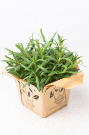 5.5" HERB, ROSEMARY