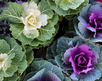 6" KALE, ORNAMENTAL, ASSORTED