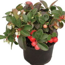 6" GAULTHERIA, WINTERGREEN