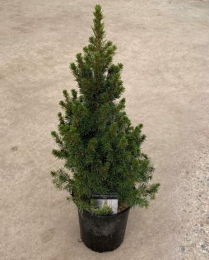 6"  PICEA, ALBERTA SPRUCE