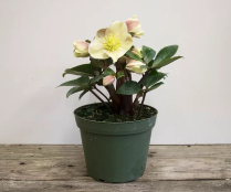 6" HELLEBORUS, ICE AND ROSES