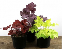 6" HEUCHERA, ASSORTED