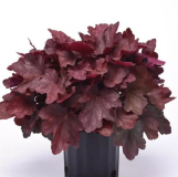 1 GAL HEUCHERA, ASSORTED