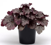 1 GAL HEUCHERA, ASSORTED