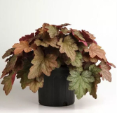 1 GAL HEUCHERA, ASSORTED