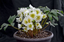 10" HELLEBORUS, ICE & ROSES