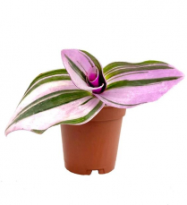 2" TRAD. WANDERING JEW, NANOUK