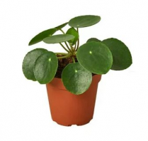 2" PILEA, CHINESE MONEY PLANT