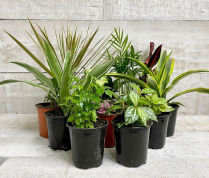 4" TROPICALS, ASSORTED