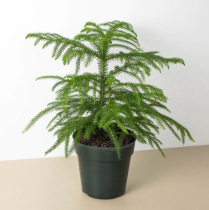 4" ARAUCARIA (NORFOLK PINE), LARGE