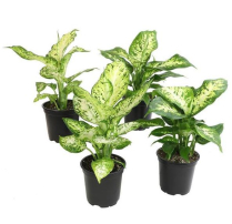 4" DIEFFENBACHIA, ASSORTED