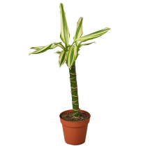 4" DRACAENA, CANE, "SOL STED"