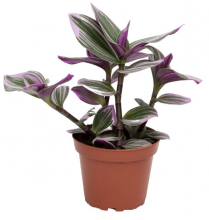 4" TRAD, WANDERING JEW, NANOUK