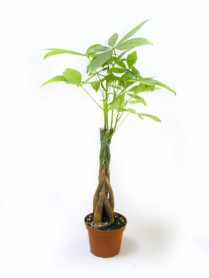 4" PACHIRA, MONEY TREE, LARGE