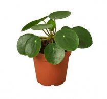 4" PILEA, CHINESE MONEY PLANT