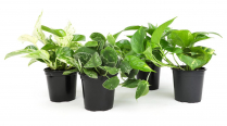 4" POTHOS, ASSORTED