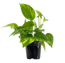 4" POTHOS, GOLDEN