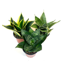 4" SANSEVIERIA, BIRDSNEST