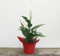 4" SPATHIPHYLLUM, FLOWERING