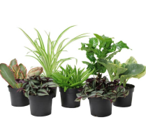 6" TROPICALS, ASSORTED