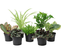 6" TROPICALS, ASSORTED