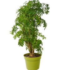 6" ARALIA MING STUMP (1 FLAT MAX)