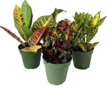 6" CROTON, ASSORTED