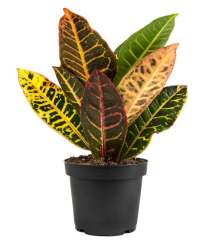 6" CROTON, PETRA