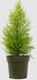 6" CHAM. LEMON CYPRESS, WILMA, LARGE