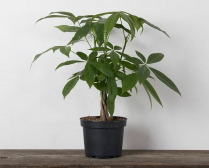 6" PACHIRA, MONEY TREE