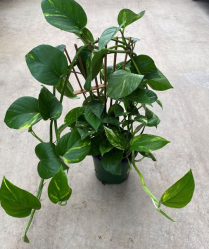 6" POTHOS ON WOOD TRELLIS