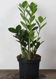 6" ZAMIOCULCAS ZAMIIFOLIA