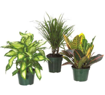 8" TROPICALS, ASSORTED