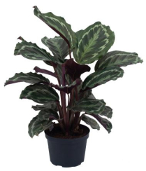 8" CALATHEA, MEDALLION