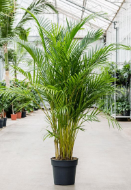 10" ARECA PALM (NO EXPORT)