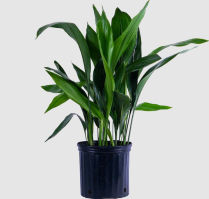 10" ASPIDISTRA, CAST IRON PLANT