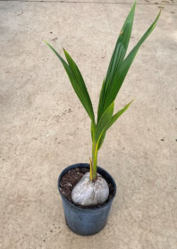 10" COCONUT PALM (NO EXPORT)