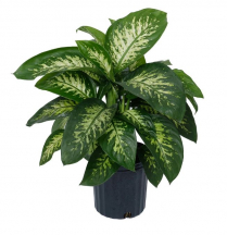 10" DIEFFENBACHIA ASSORTED