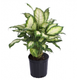 10" DIEFFENBACHIA ASSORTED